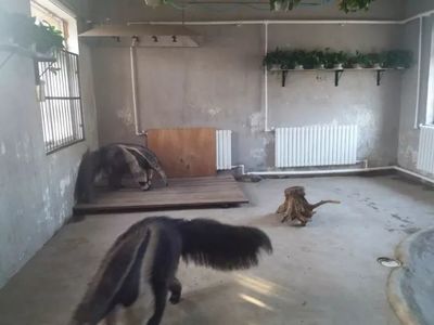 大冷天，天津動物園動物沒秋褲怎么過？第一個就能讓你笑哭了！