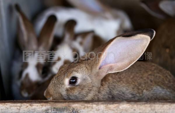 幼兔動物養殖場及繁殖技術，飼料生產全攻略