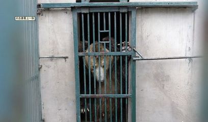 河南動物園棕熊咬死飼養員后續 肇事熊被關“禁閉”，飼料生產安全引關注