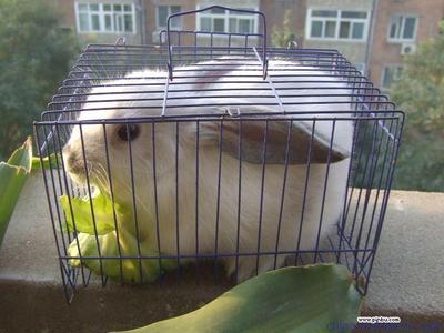 江茂絲網 動物養殖與石籠網的完美結合——安平江茂絲網制造